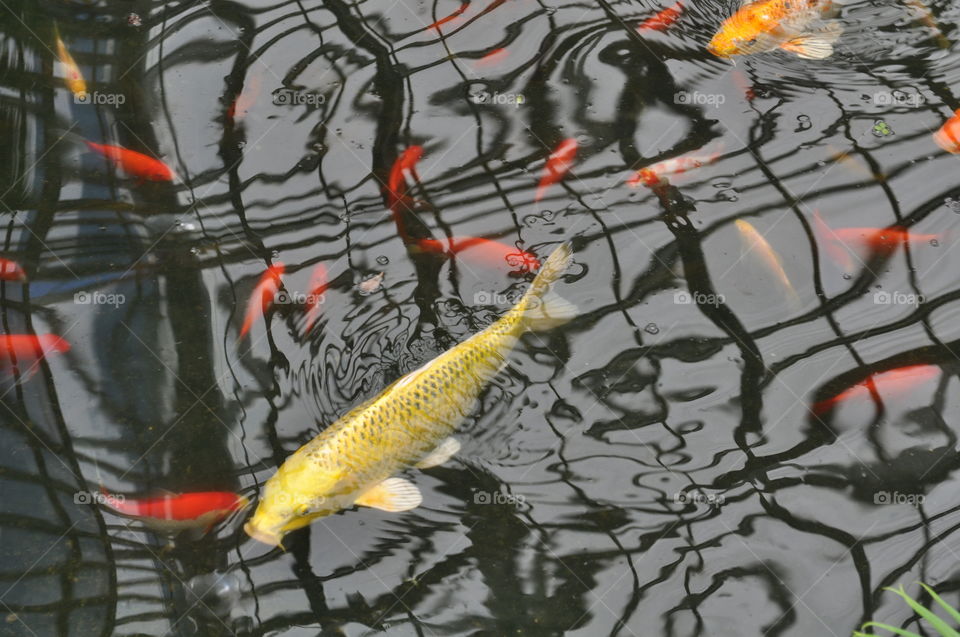 koi fish