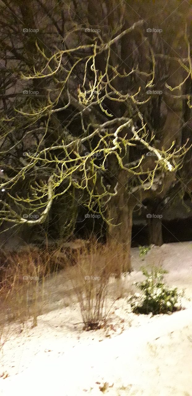 arbre au parc Barbieux