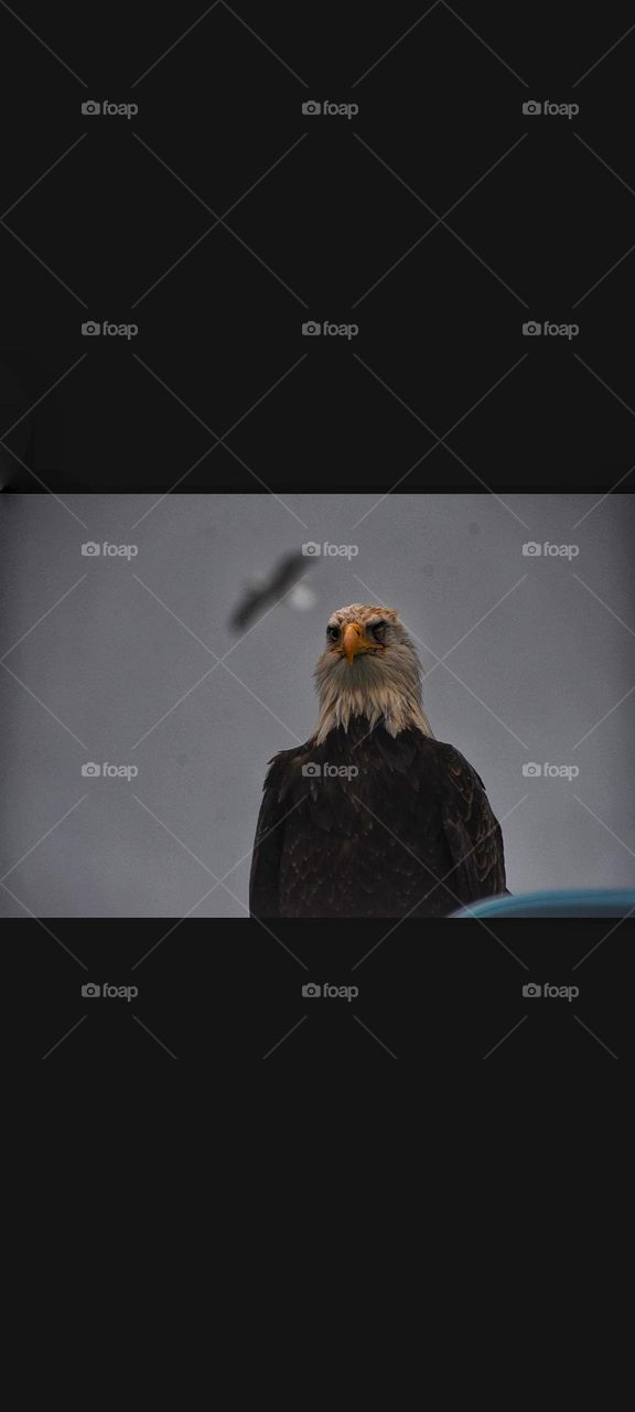 bald eagle