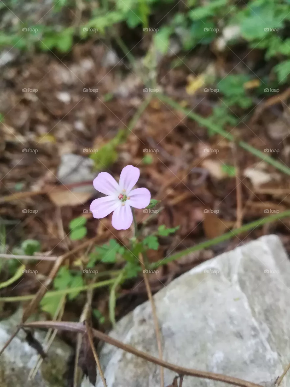 Flower