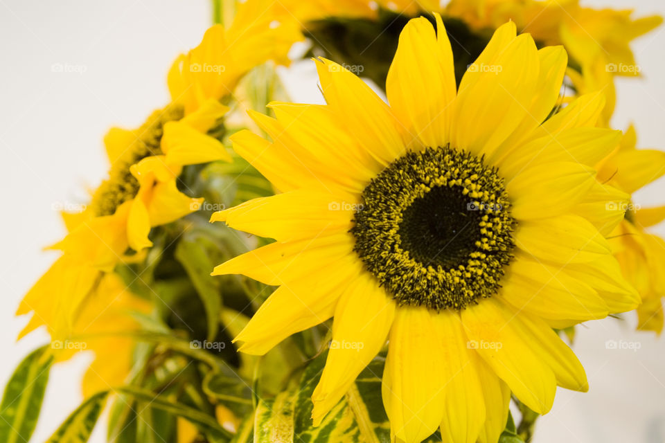 Yellow flowers close up