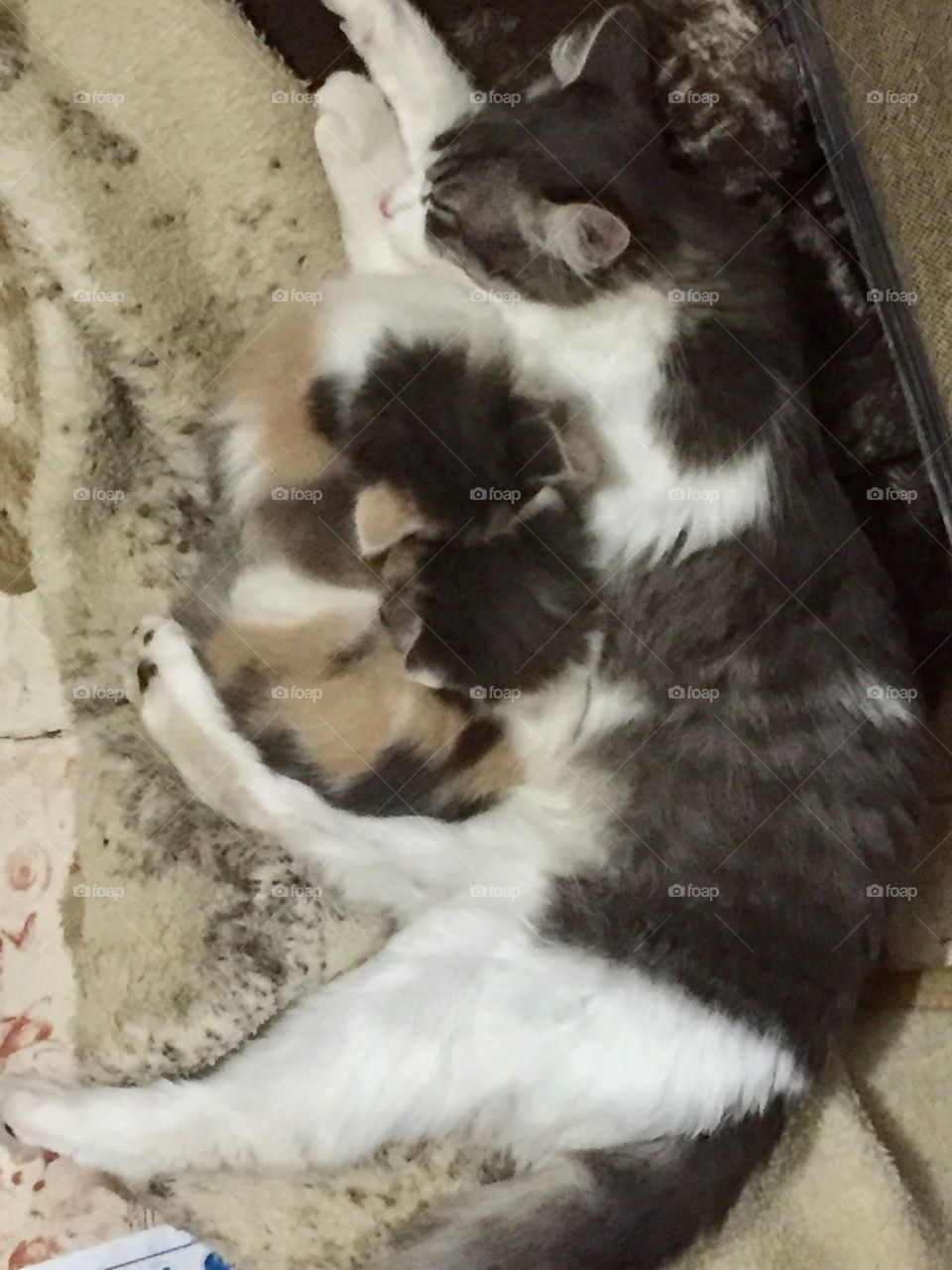 Animal, Cat, No Person, Cute, Mammal