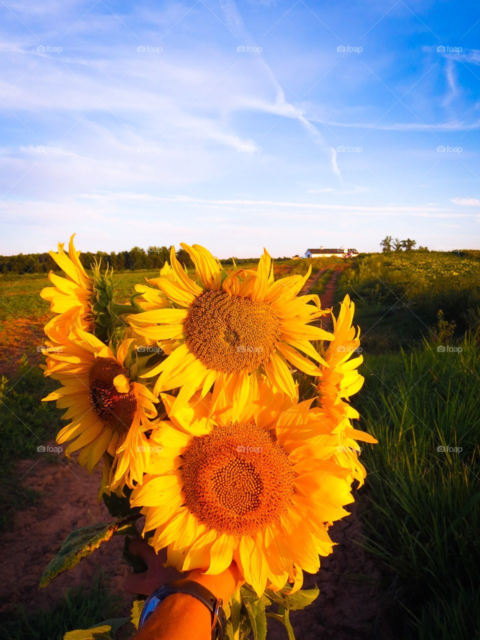 Almost a Handful of Sunshine. Picking sunflowers from a field on a summer evening at sunset