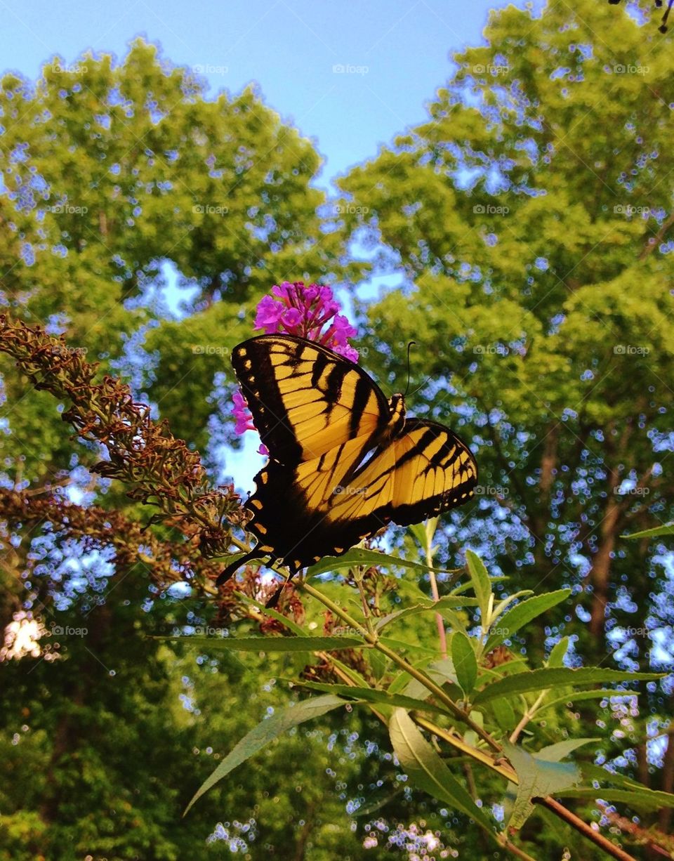 Yellow butterfly on plant