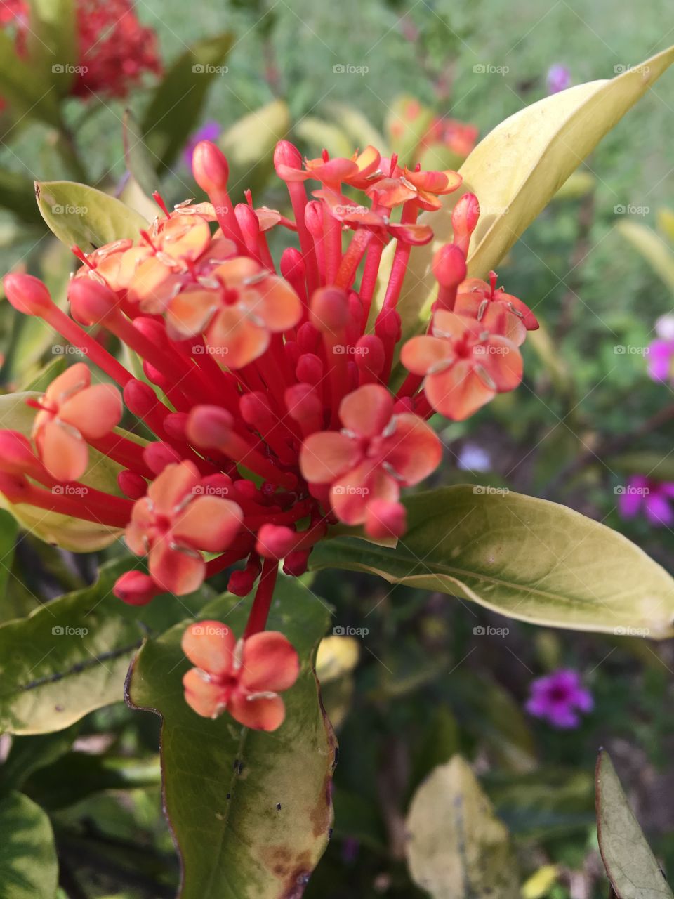 🌼#Flores do nosso #jardim, para alegrar e embelezar nosso dia!
#Jardinagem é nosso #hobby.
🌹
#flowers
#garden
#nature