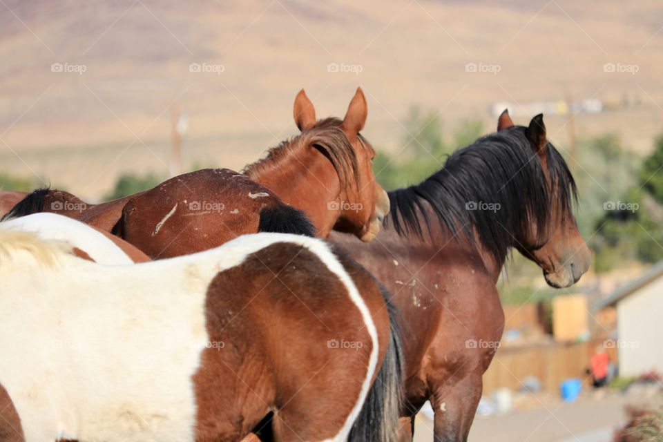 Band of wild mustang horses including a Paint horse, a black stallion and a chestnut mare 