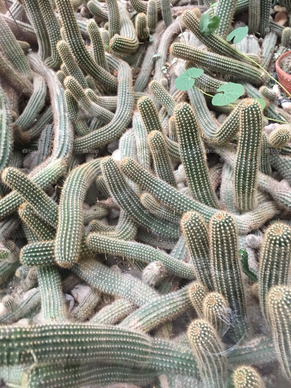 Full frame of cactus