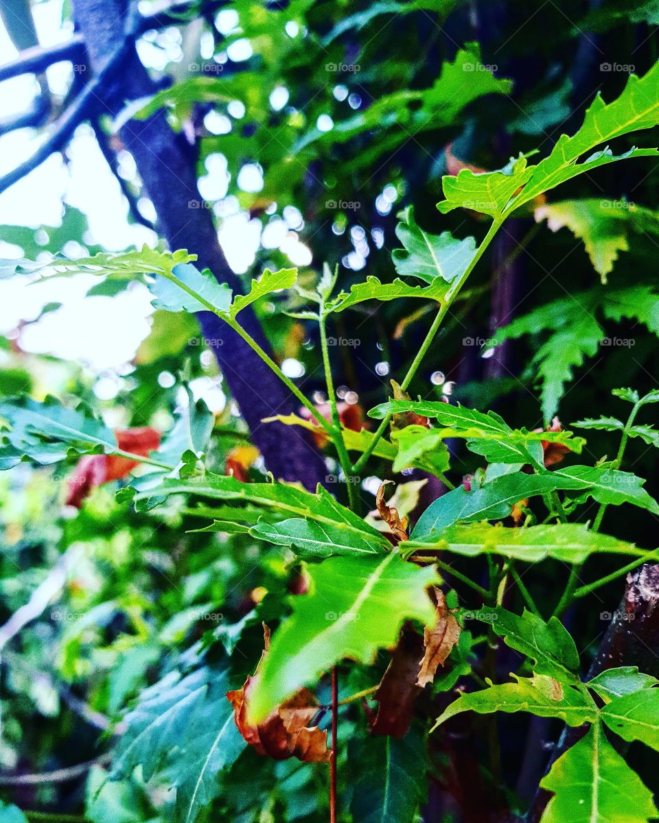 Azadirachta indica,neem, nimtree or Indian lilac
