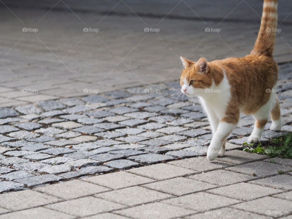 Cat walking outdoors