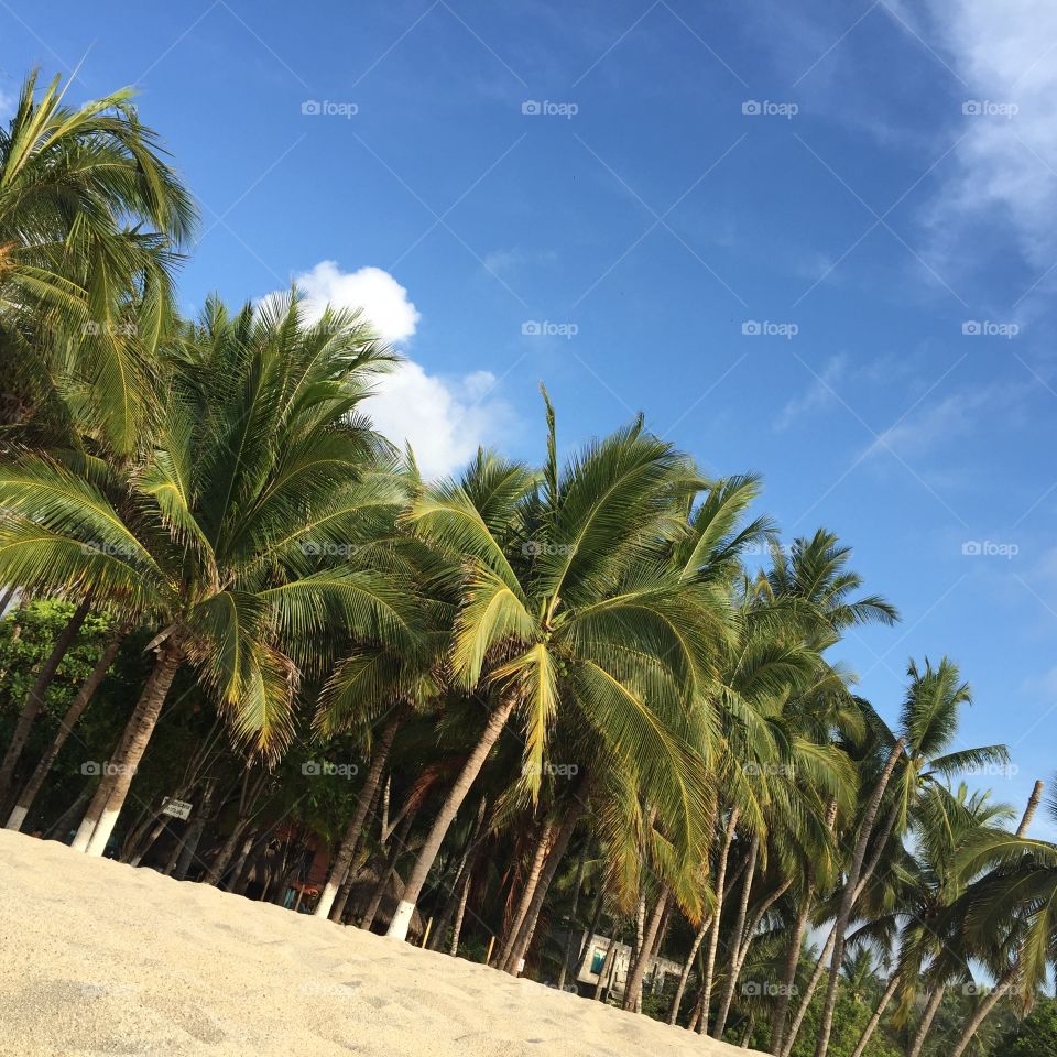 Tropical, Palm, Sand, Beach, Coconut