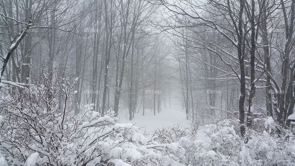 Forest trail in a snow storm