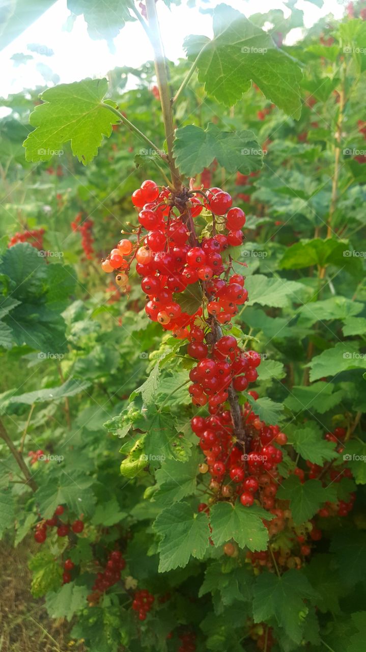 red currant