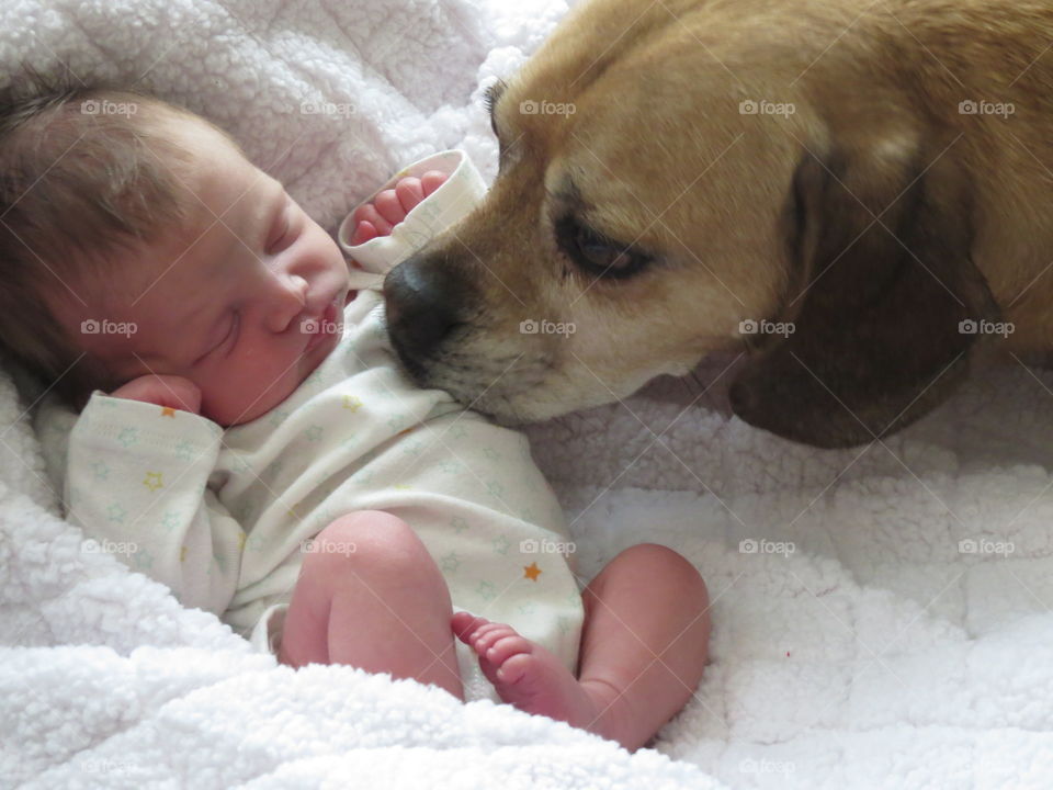 beagle and baby affection