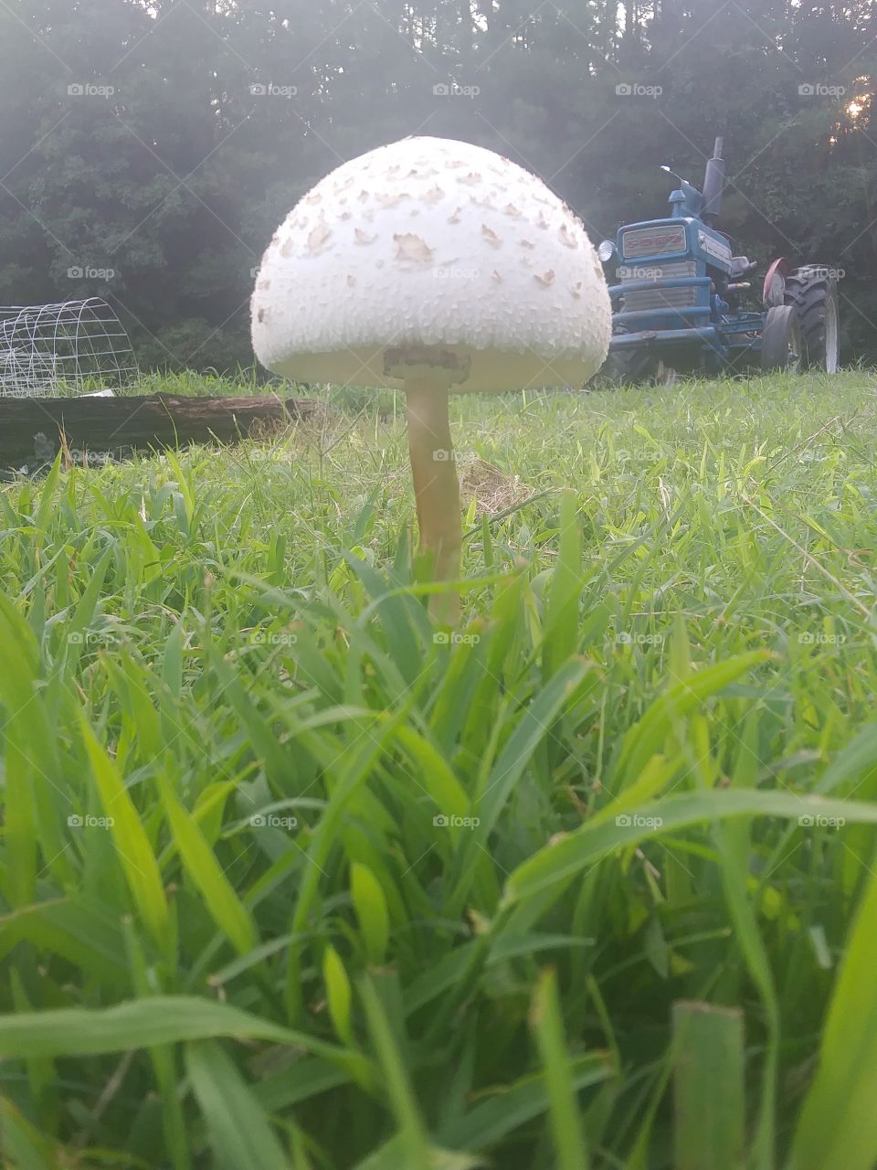 underneath a mushroom
