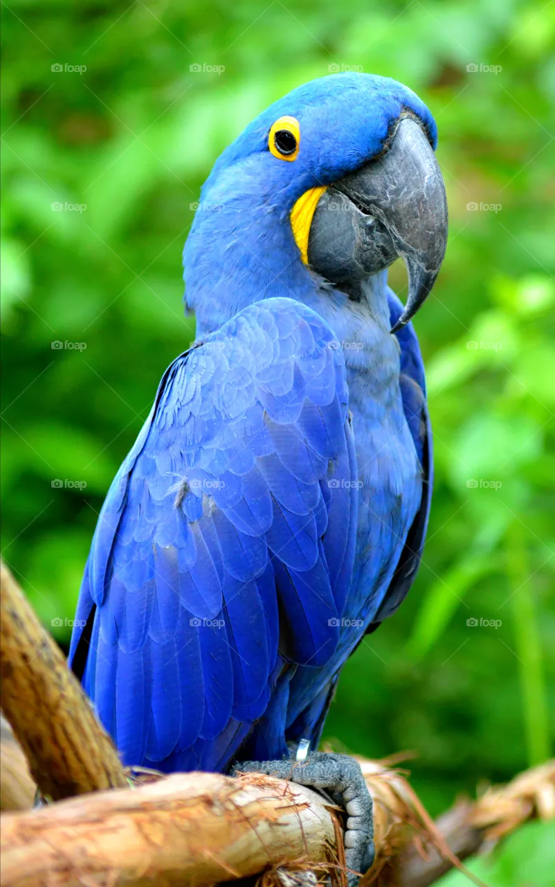 Parrot