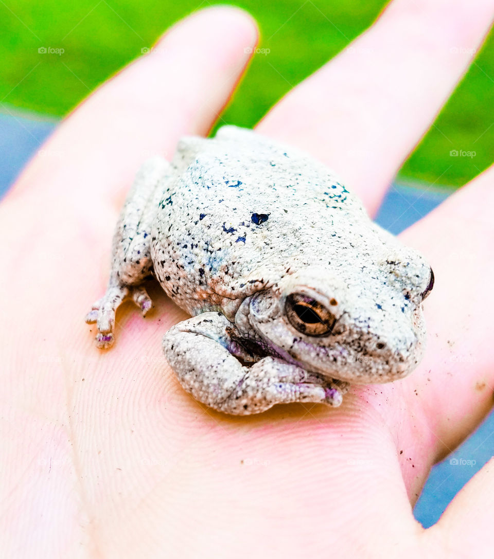 frog