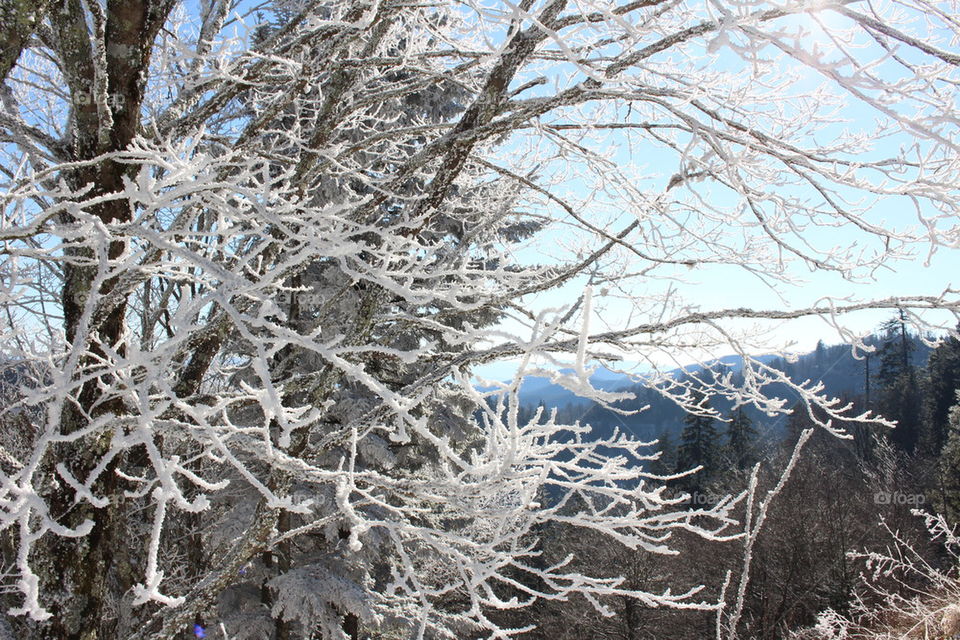 Snow on branches