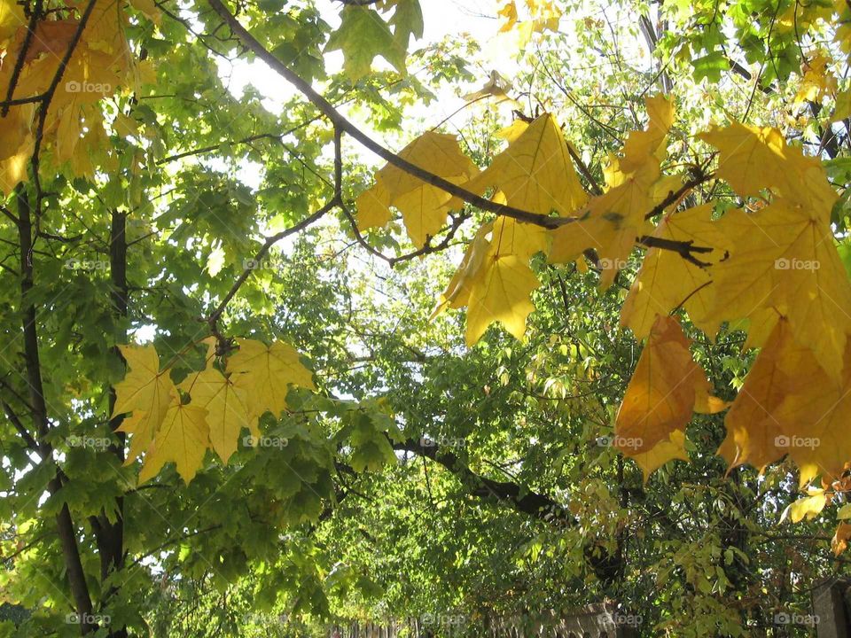 Golden autumn
A sunny maple