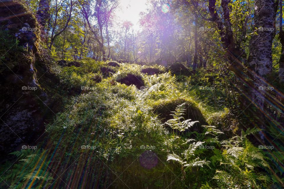 Mossy forest floor  