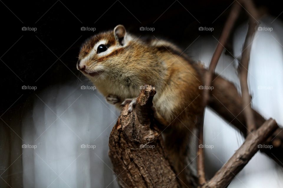 Squirrel wallpaper and background, suitable for the mobile phone and computer, download now.