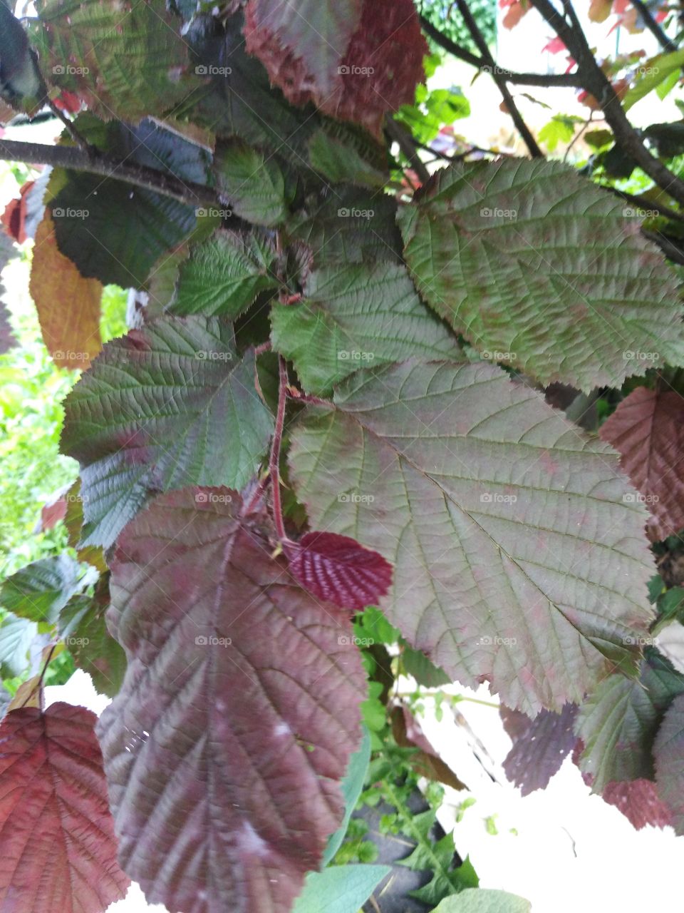 Листья дерева