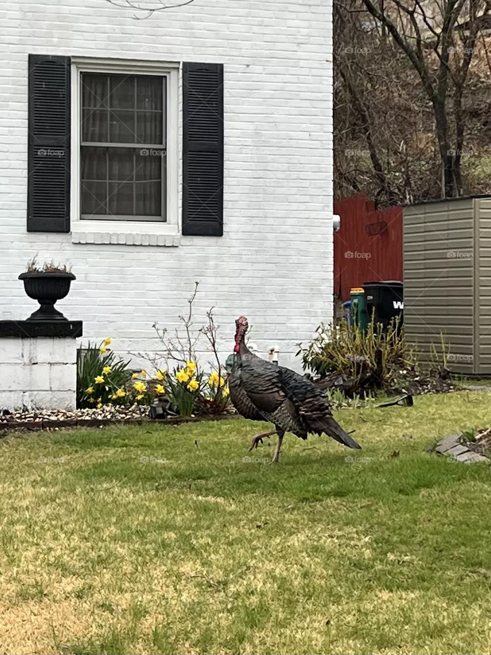 Lawn Flamingo 