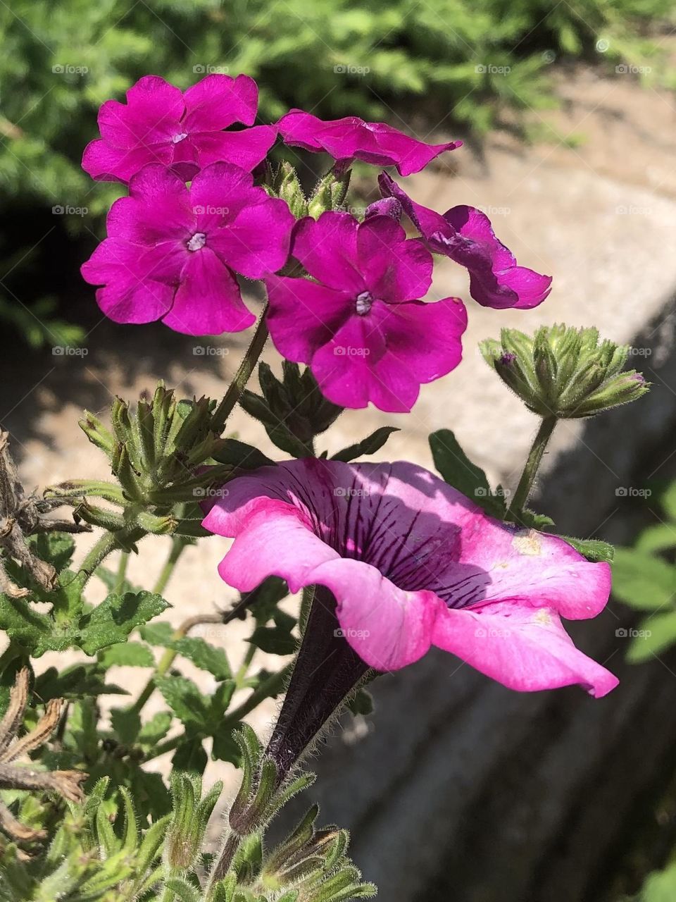 Purple and pink petunias and calibrachoa flowers blooming blossoms petals summer backyard gardening container plants on patio