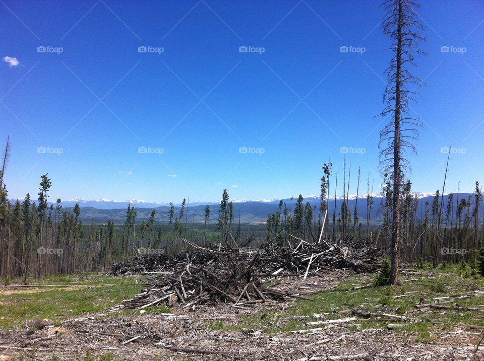 Beetle Kill is Real. Fraser Colorado beetle kill leftover