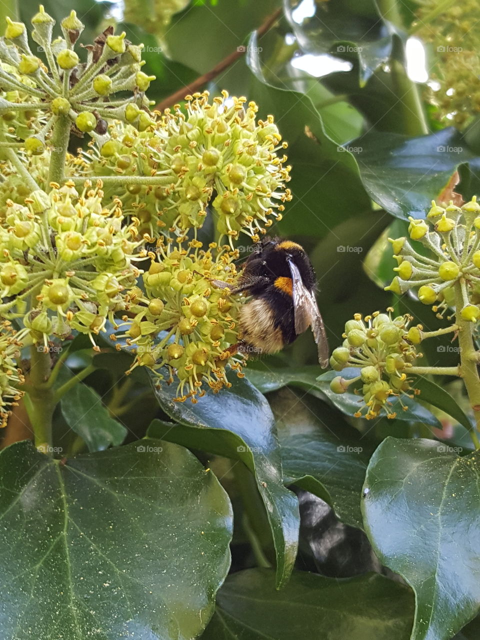 Sweet bumblebee