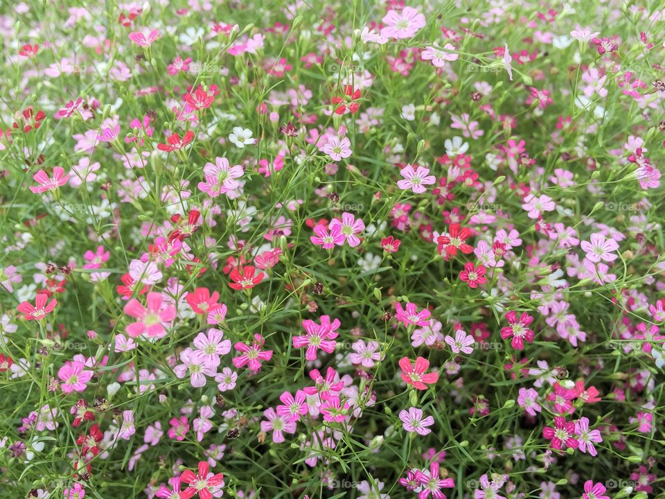 Multicolor of flowers