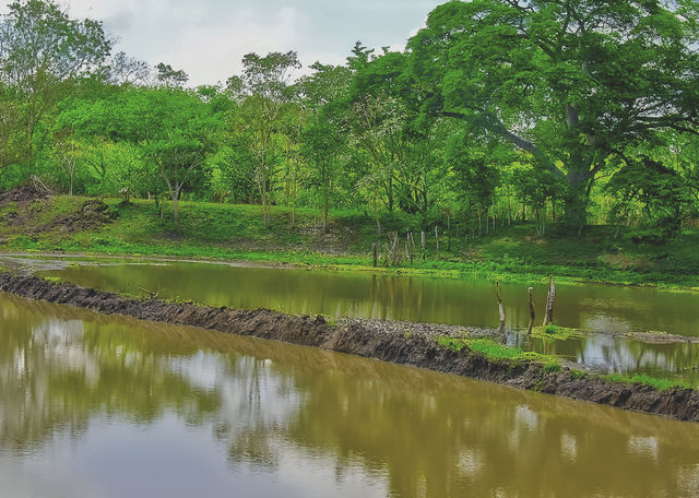 Landscape 