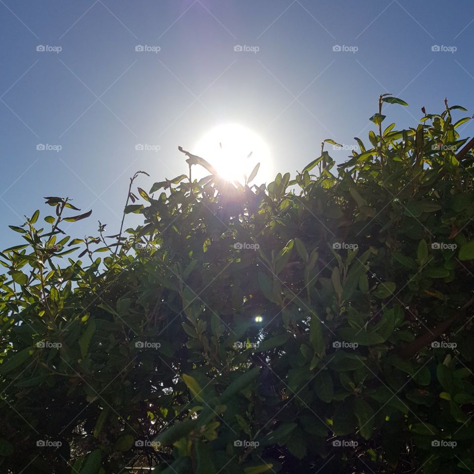 Sun shining Threw Hedge