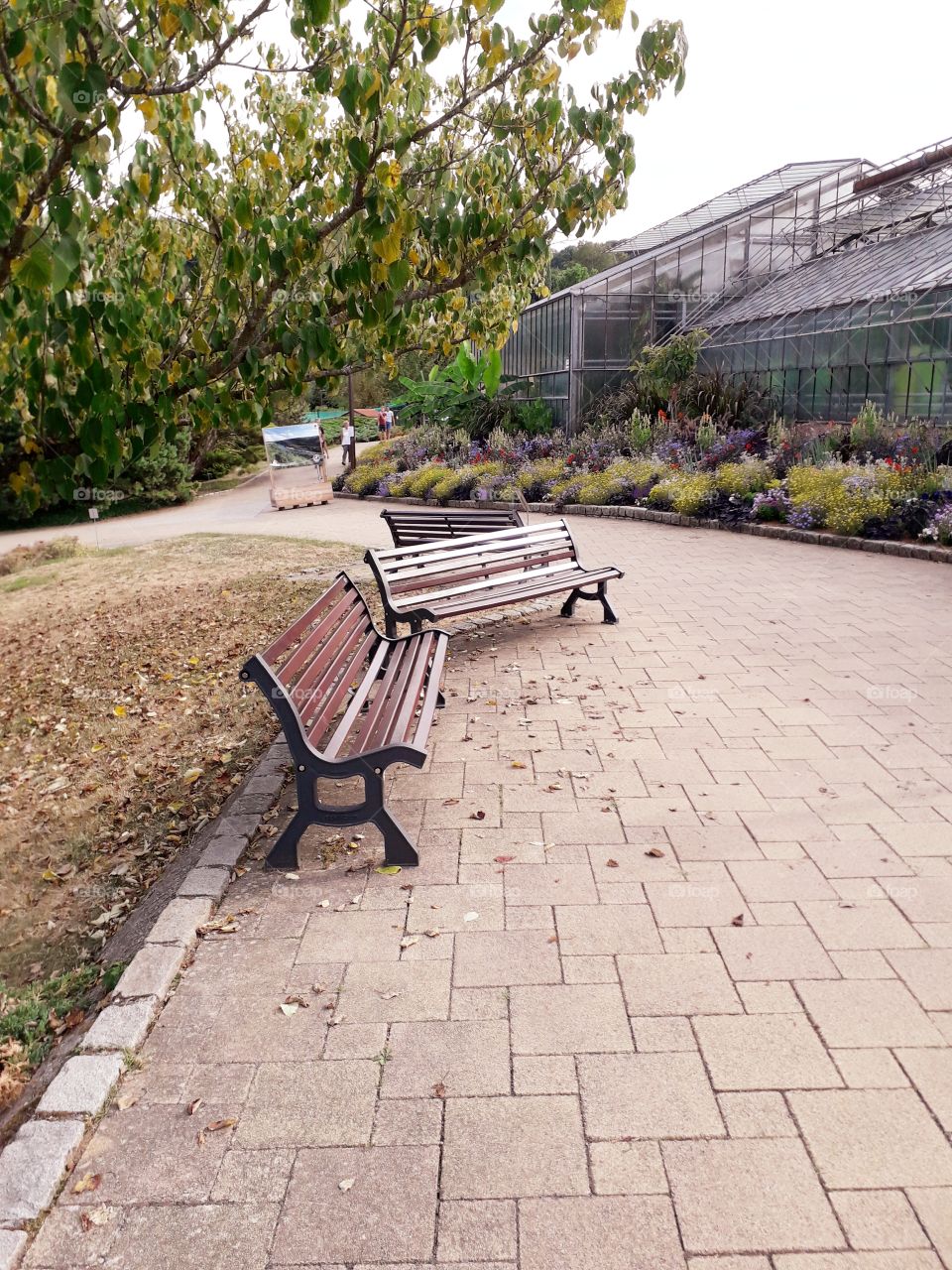 greenhouse parc botanical flower beautiful bench tree garden