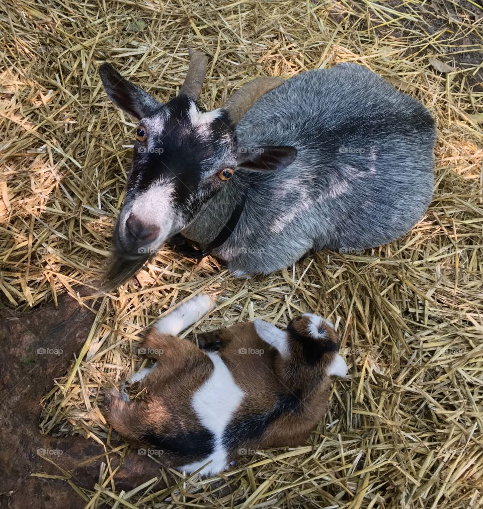 A new goat kid born yesterday. Happy Sunday!!!