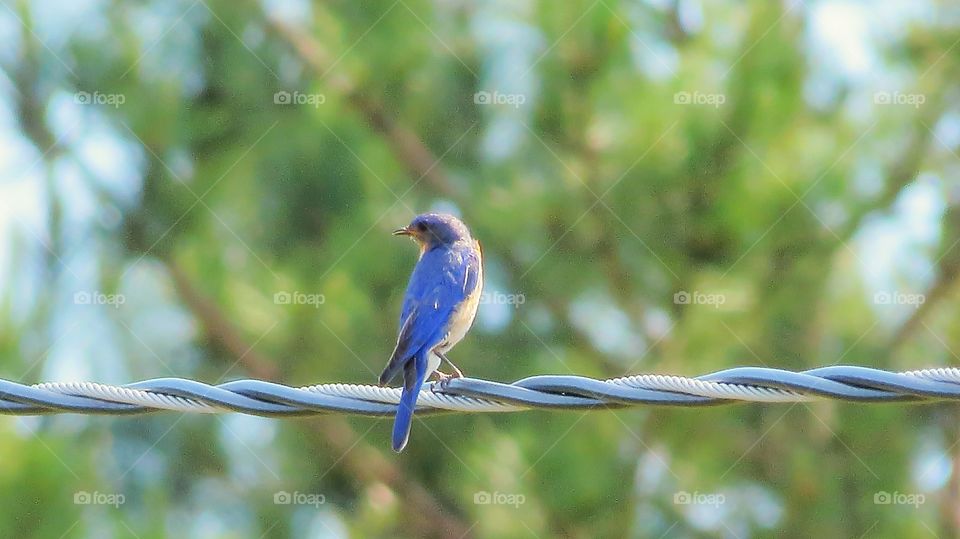 Bluebird on Wire