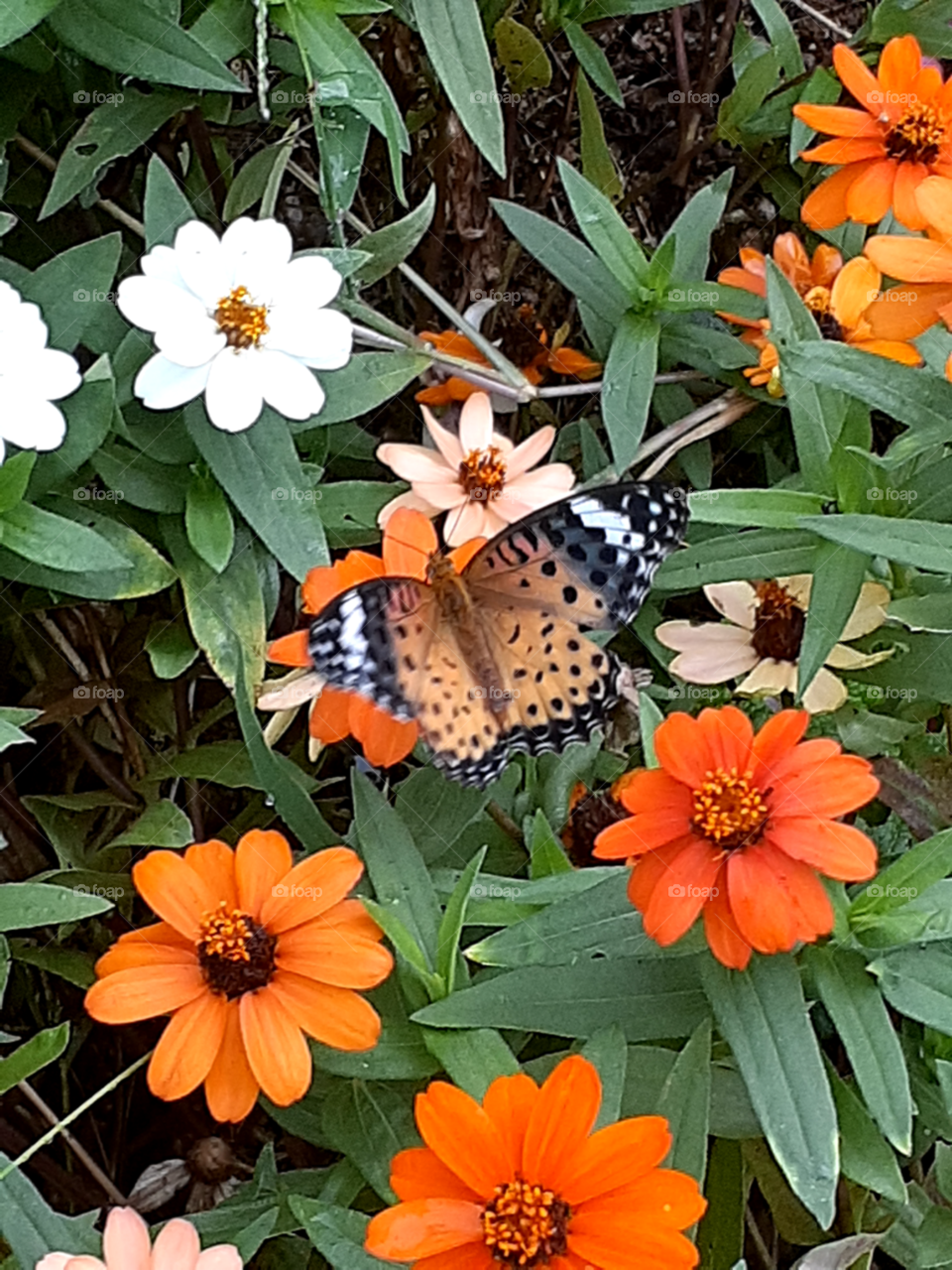 portrait of a flowers in the garden  with an orange  butterfly.
