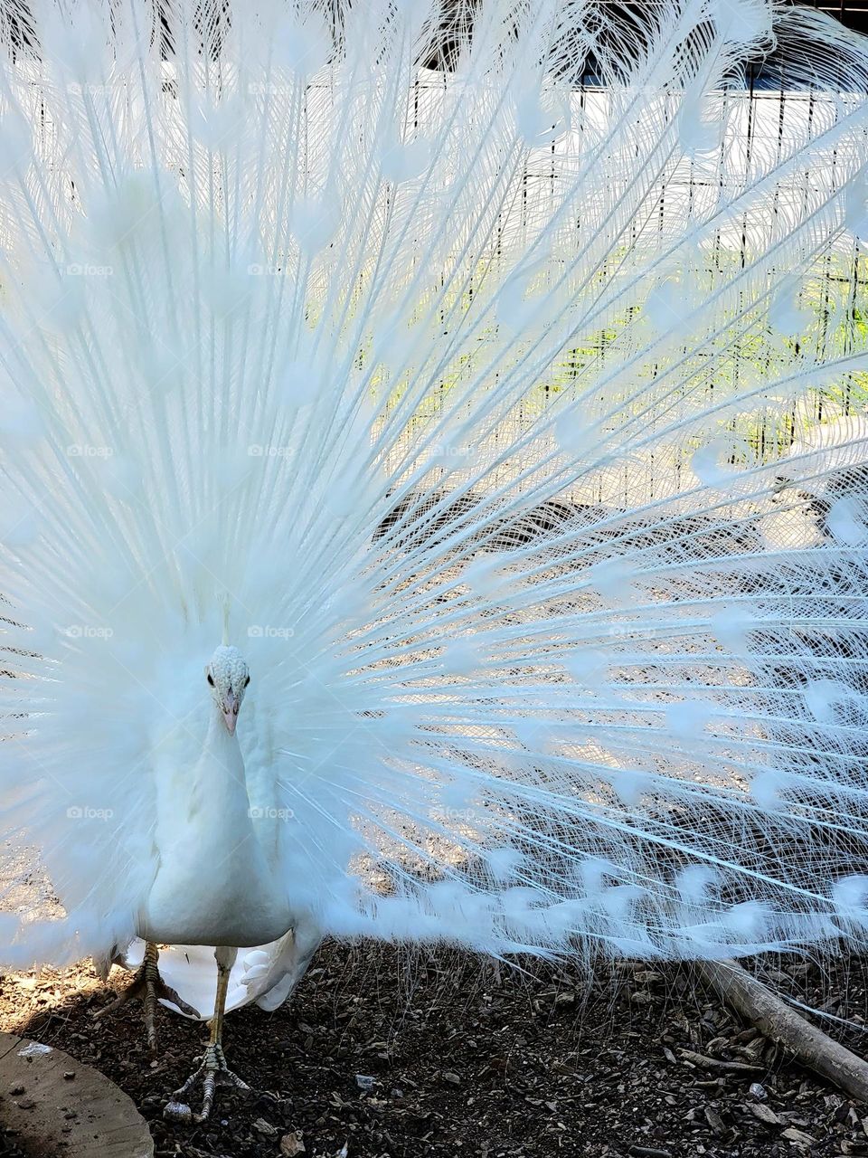 Rare White Peacock Staring Straight While Walking