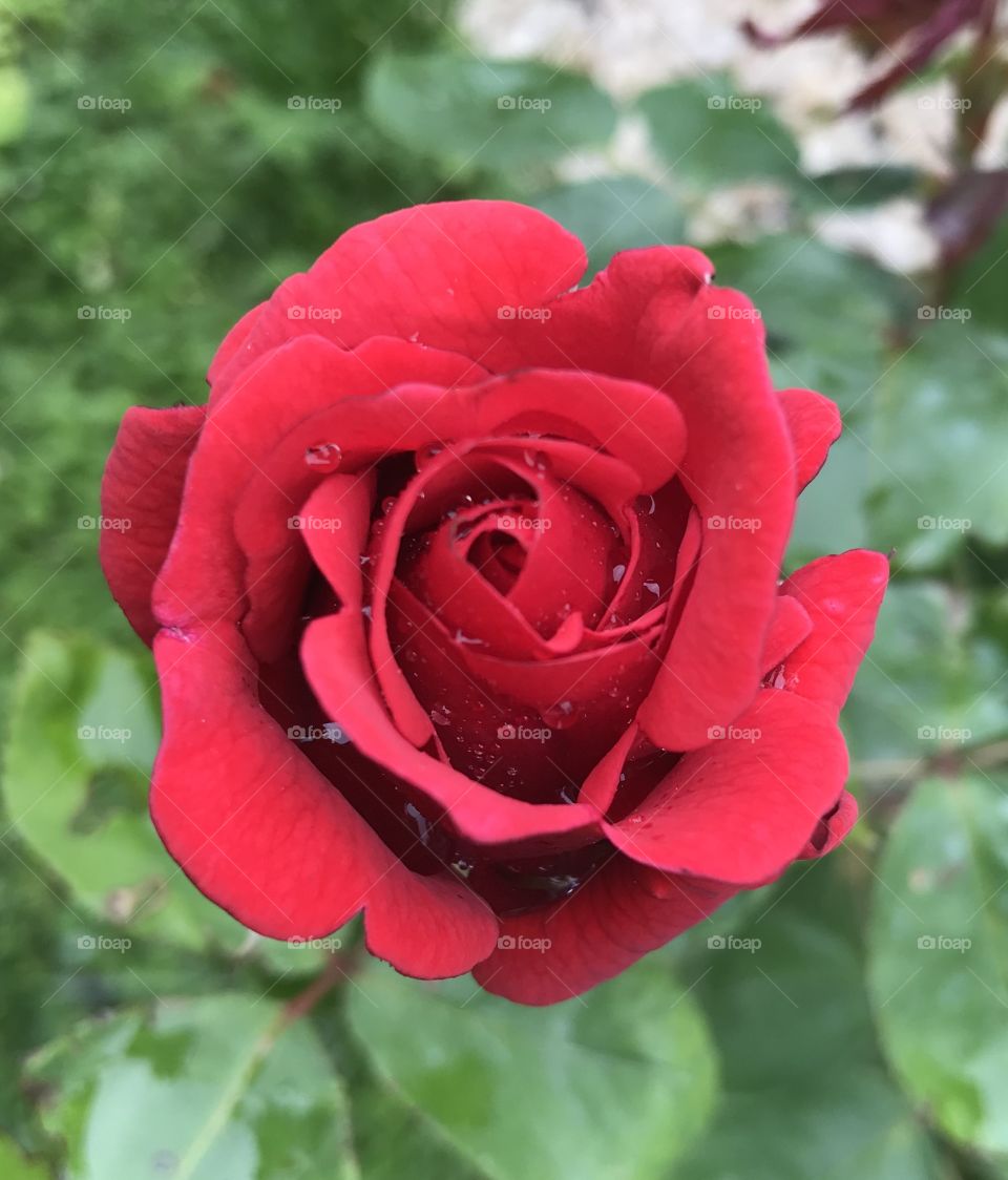 Red rose in my garden 