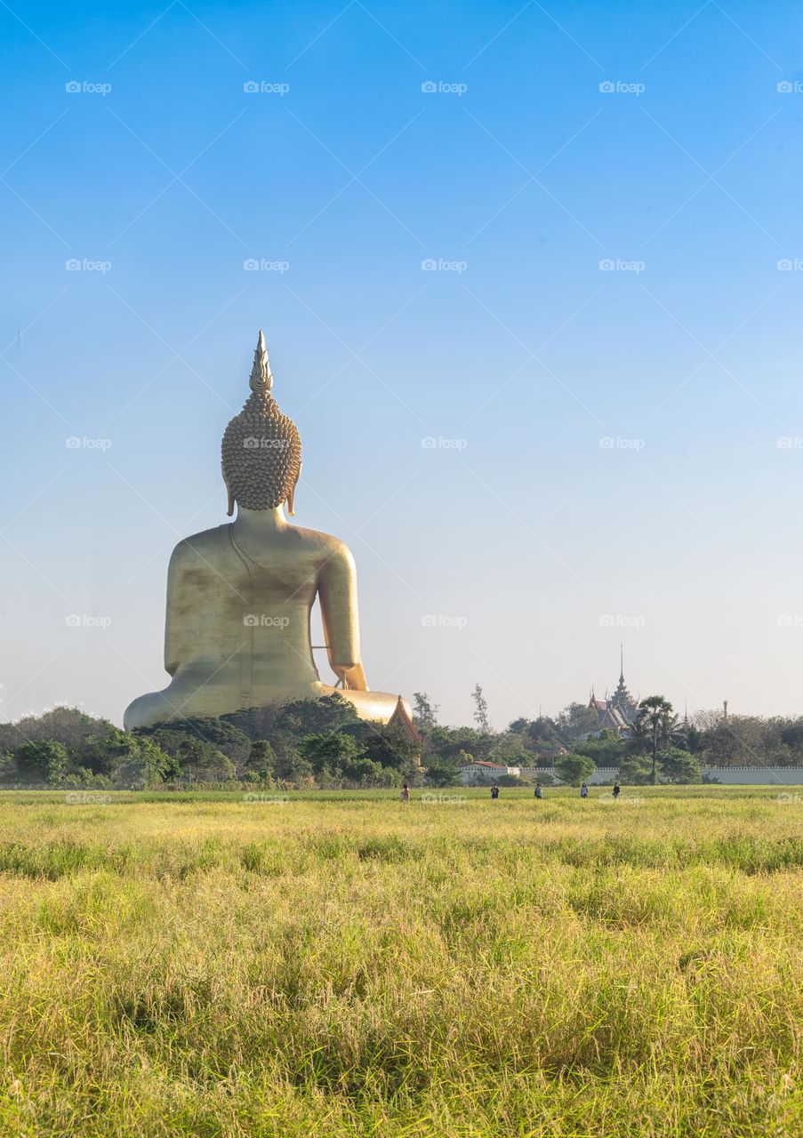 Tour in rice field