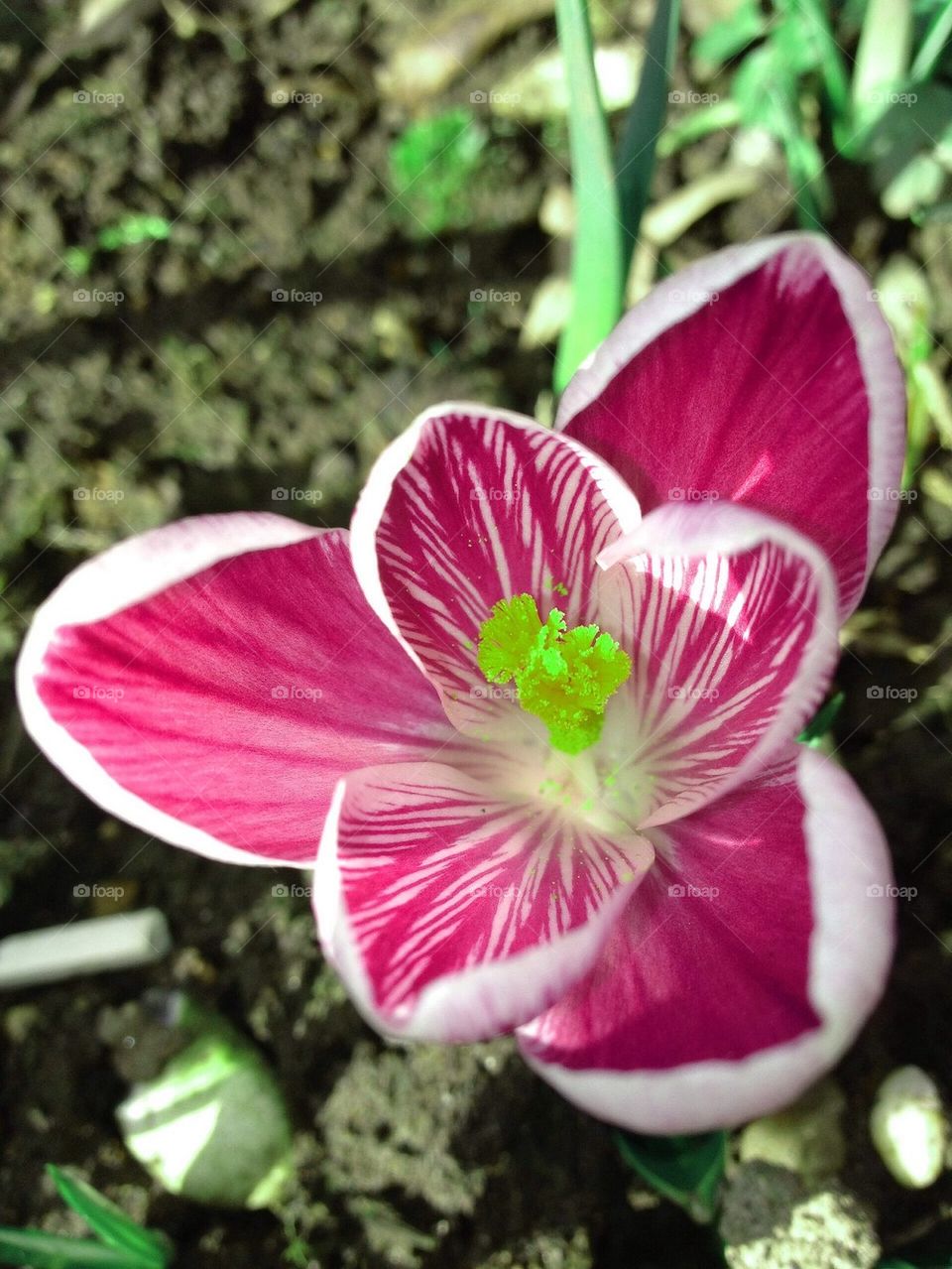 Crocus in full bloom (art shot)