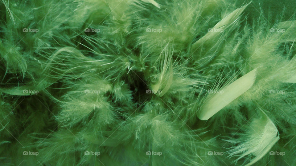 green feathers