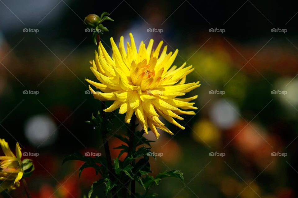 yellow dahlia