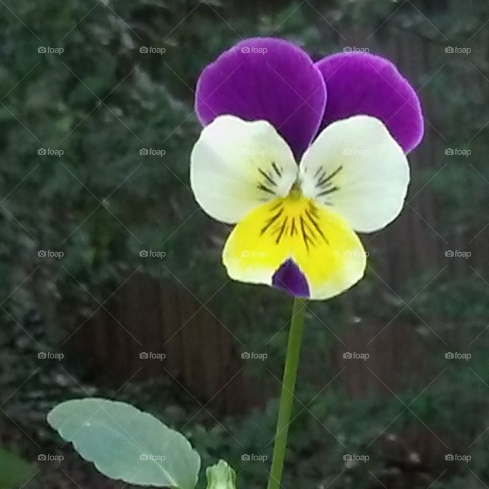 a single flower