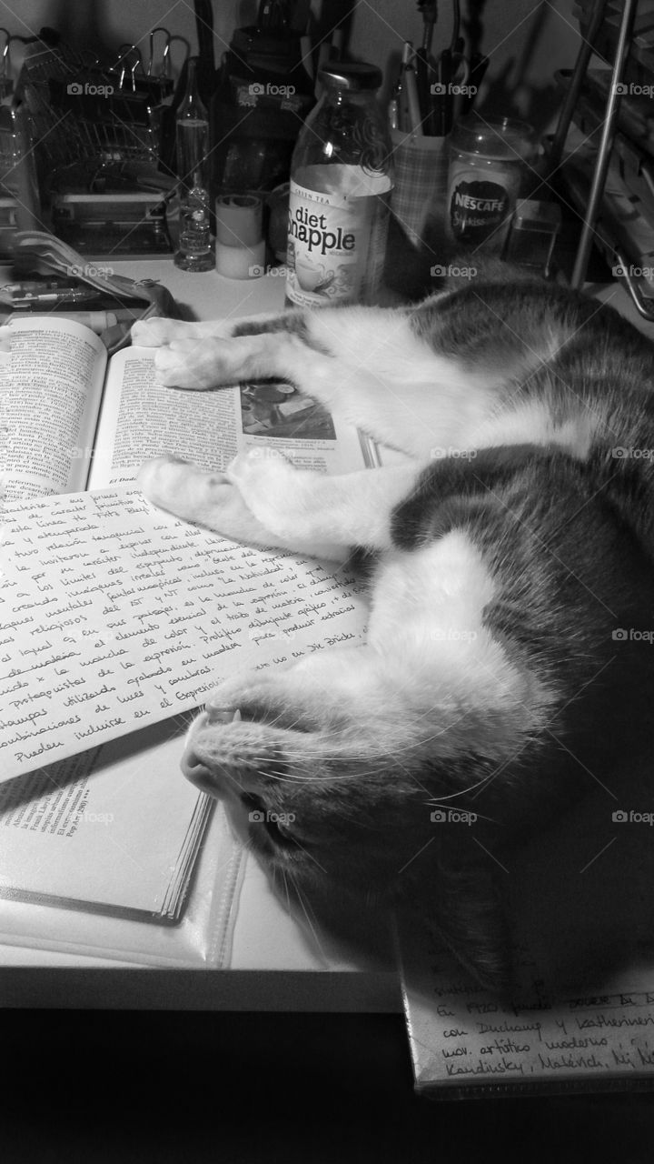 Studying with pet