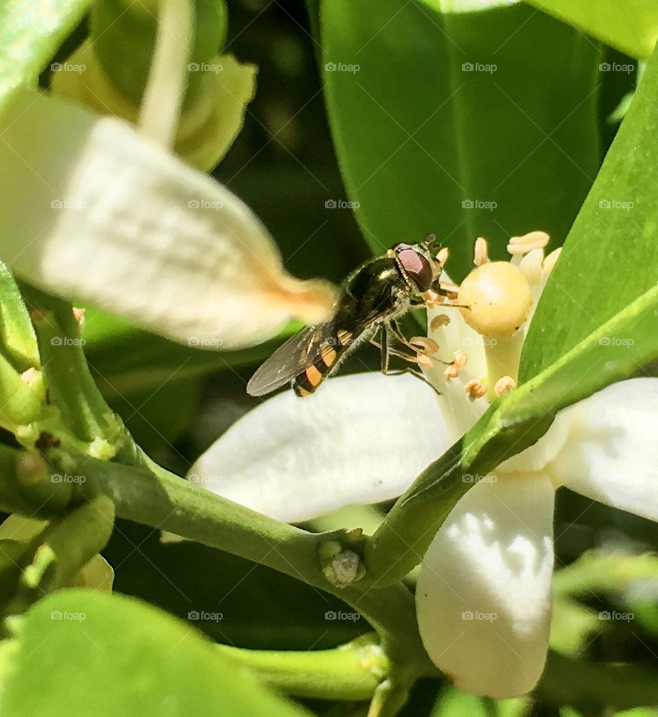 Bee on orange blossom