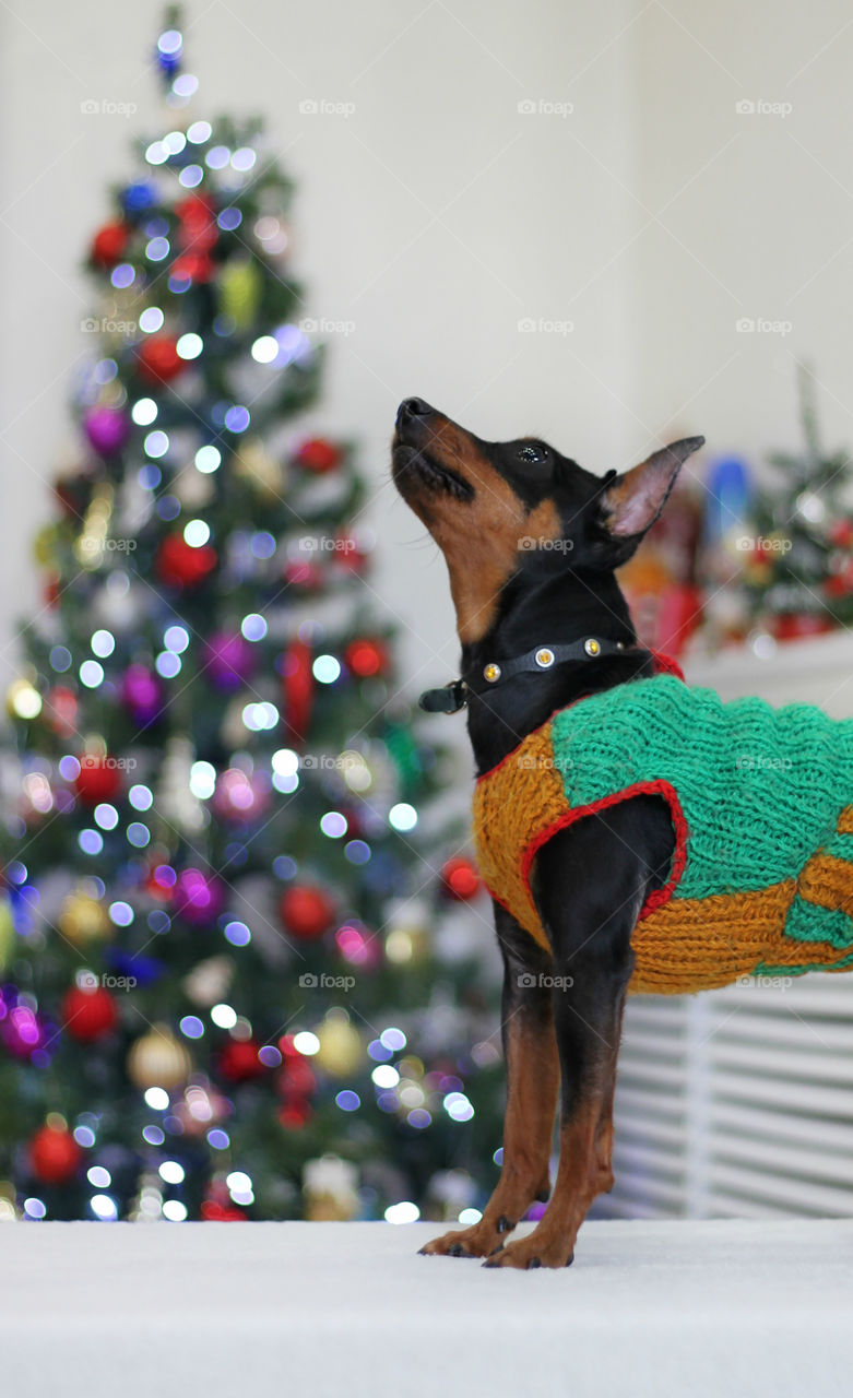 Pinscher dog