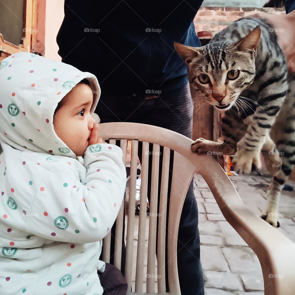 holding cat in front of a baby.