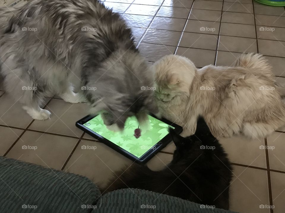 How did that mouse get in there?????