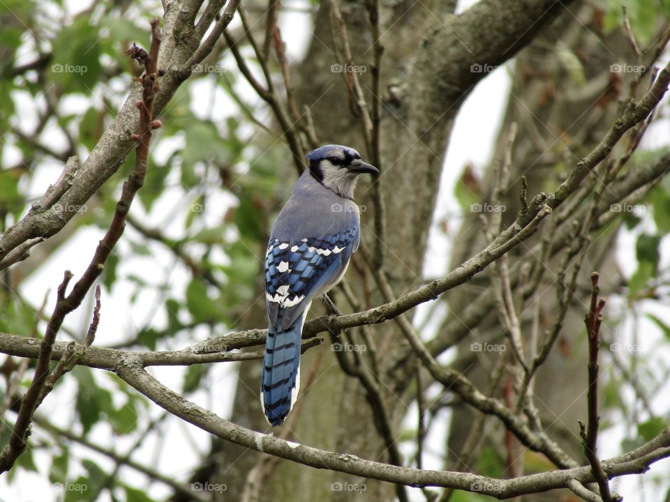 Blue Jay