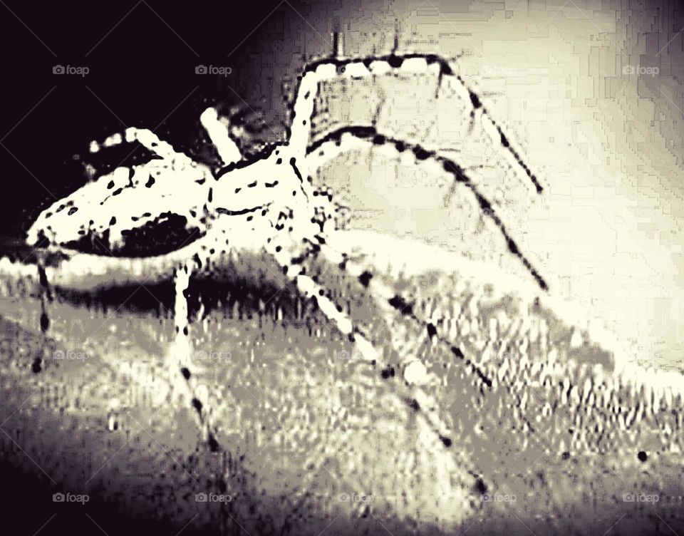 Aranha